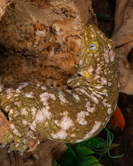 rhacodactylus leachianus or the New Caledonia Giant Gecko