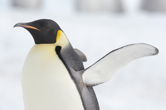 Portrait of Emperor Penguin, Snow Hill Island, Antarctica