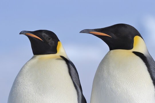 Portrait of Emperor Penguins, Snow Hill Island, Antarctica