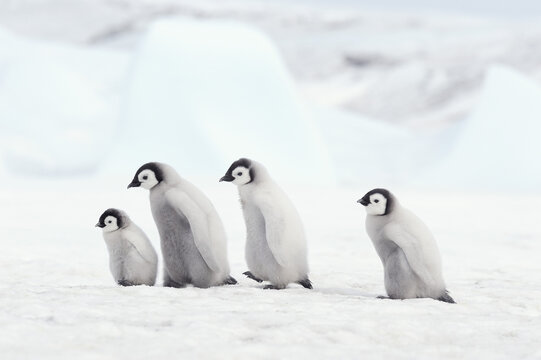 Emperor Penguin Chicks, Snow Hill Island, Antarctic Peninsula, Antarctica