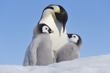 Emperor Penguin Adult and Chicks, Snow Hill Island, Antarctic Peninsula
