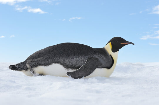 Emperor Penguin, Snow Hill Island, Antarctic Peninsula