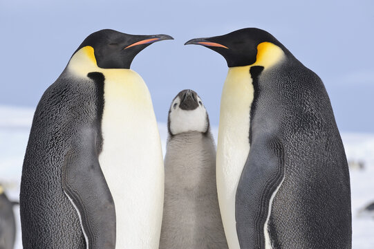Emperor Penguin Adults and Chick, Snow Hill Island, Antarctic Peninsula