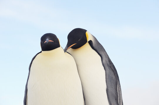 Emperor Penguins, Snow Hill Island, Antarctic Peninsula