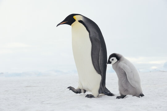 Emperor Penguin Adult And Chick, Snow Hill Island, Antarctic Peninsula