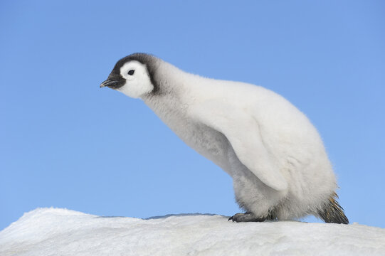 Emperor Penguin Chick, Snow Hill Island, Antarctic Peninsula