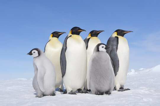 Emperor Penguin Adults and Chicks, Snow Hill Island, Antarctic Peninsula