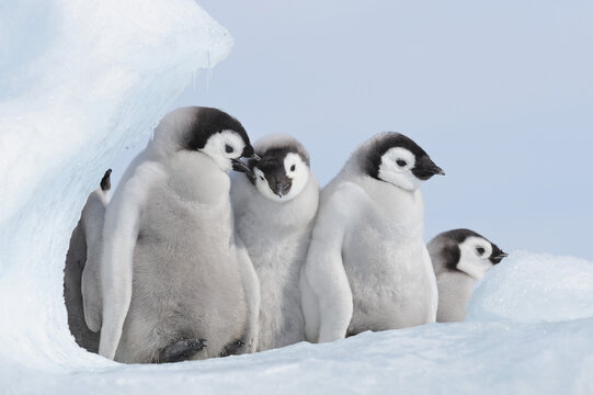 Emperor Penguin Chicks, Snow Hill Island, Antarctic Peninsula
