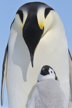 Emperor Penguin Adult and Chick, Snow Hill Island, Antarctic Peninsula