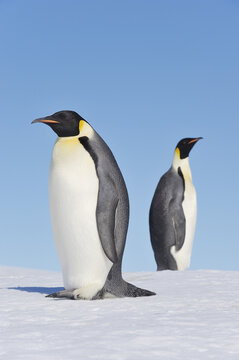 Emperor Penguins, Snow Hill Island, Antarctic Peninsula