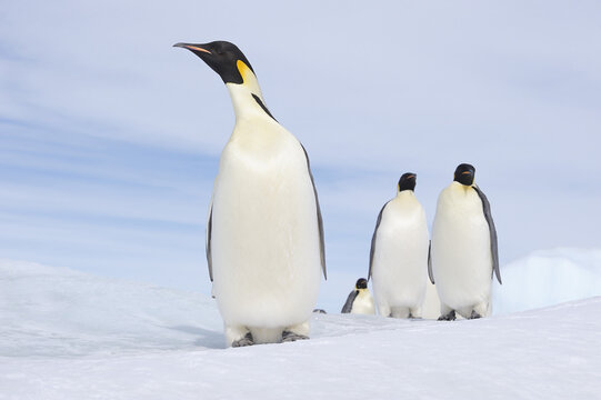Emperor Penguin Adults, Snow Hill Island, Antarctic Peninsula