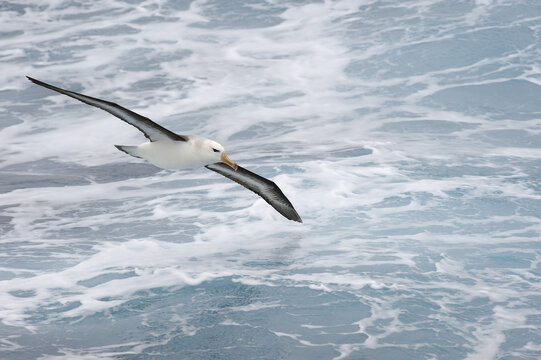 Black-browed Albatross, Drake Passage, Antarctica