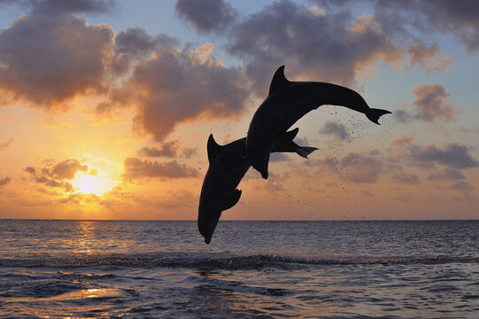 Common Bottlenose Dolphins Jumping in Sea at Sunset, Roatan, Bay Islands, Honduras