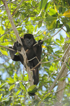 Black Howler Monkey, Roatan, Bay Islands, Honduras