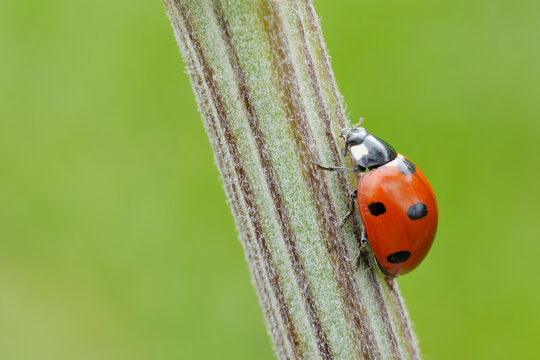 Seven Spot Ladybird on Plant, Franconia, Bavaria, Germany
