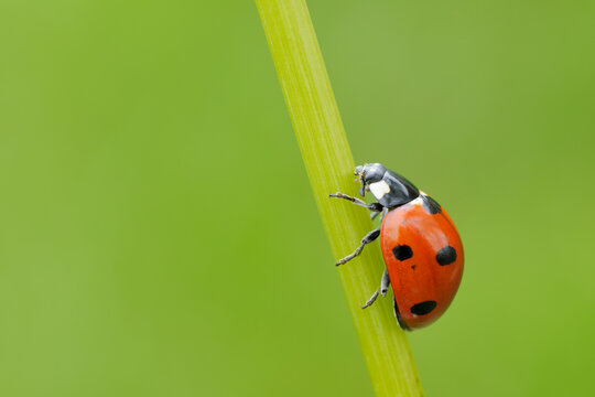Seven Spot Ladybird on Blade of Grass, Franconia, Bavaria, Germany