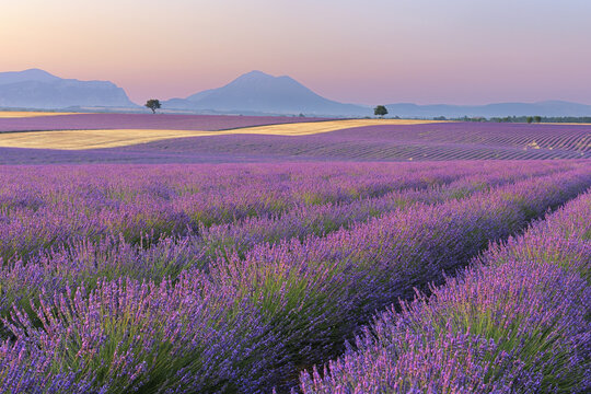 English Lavender Fields, Valensole, Valensole Plateau, Alpes-de-Haute-Provence, Provence-Alpes-Cote d´Azur, Provence, France