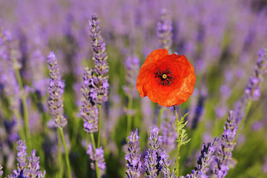 Close-up of Red Poppy in Lavender Field, Valensole Plateau, Alpes-de-Haute-Provence, Provence, France