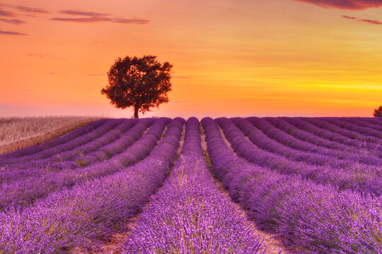 Tree in Lavender Field at Sunset, Valensole Plateau, Alpes-de-Haute-Provence, Provence-Alpes-Cote d´Azur, Provence, France