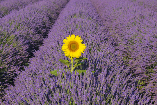 Close-up of Sunflower in Lavender Field, Valensole Plateau, Alpes-de-Haute-Provence, Provence, France