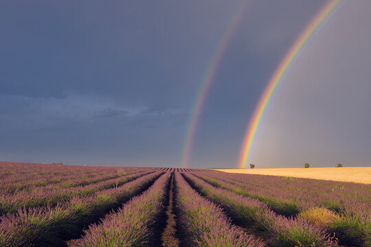 Double Rainbow over Lavender Field, Valensole, Valensole Plateau, Alpes-de-Haute-Provence, Provence-Alpes-Cote d´Azur, France