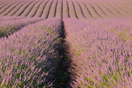 English Lavender Field, Valensole, Valensole Plateau, Alpes-de-Haute-Provence, Provence-Alpes-Cote d&acute;Azur, France