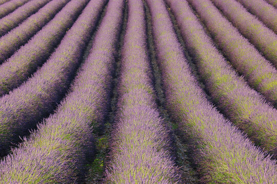 English Lavender Field, Valensole, Valensole Plateau, Alpes-de-Haute-Provence, Provence-Alpes-Cote d&acute;Azur, France