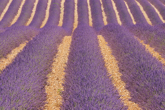 English Lavender Field, Valensole, Valensole Plateau, Alpes-de-Haute-Provence, Provence-Alpes-Cote d&acute;Azur, France