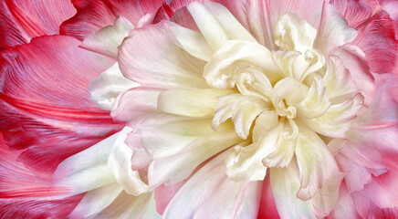 Fototapeta premium Flower yellow-red tulips and petals. Floral background. Petals tulips. Close-up. Nature.