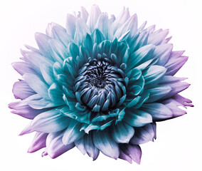 Flower dahlia. Flower isolated on a white background. . Close-up. Nature. 