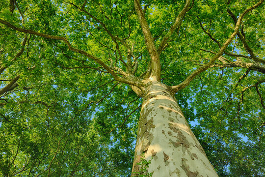 Plane Tree (Platanus) seen from below. Loir-et-Cher, Loire Valley, France.