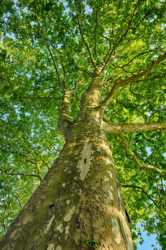 Plane Tree (Platanus) seen from below. Loir-et-Cher, Loire Valley, France.