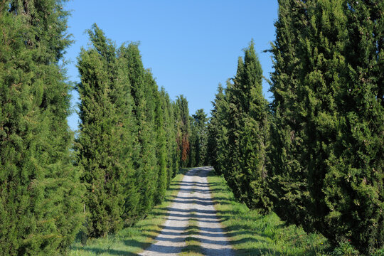 Rural dirt path lined with Cypress Trees (Cupressus sempervirens). Pienza, Siena district, Tuscany, Toscana, Italy.