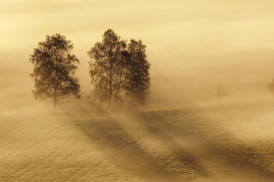 Morning Mist, Kochelmoor, Bad Tolz-Wolfratshausen, Upper Bavaria, Bavaria, Germany