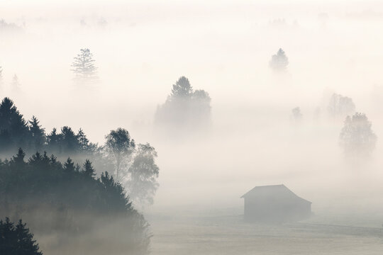 Morning Mist, Kochelmoor, Bad Tolz-Wolfratshausen, Upper Bavaria, Bavaria, Germany