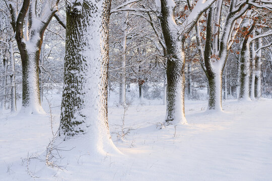 Snow Covered Trees, Bavaria, Germany