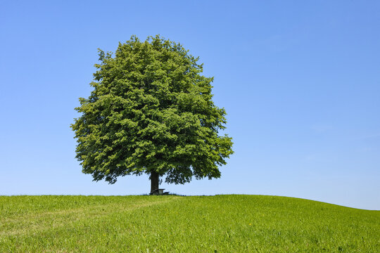 Lime Tree in Meadow in Spring, Canton of Zug, Switzerland