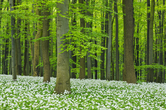 Ramsons (Allium ursinum) in European Beech (Fagus sylvatica) Forest in Spring, Hainich National Park, Thuringia, Germany