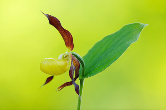 Cypripedium Bilder Durchsuchen 4,719 Archivfotos, und