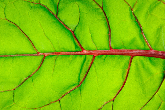 Close-up of Swiss Chard (Beta vulgaris) Leaf, Studio Shot