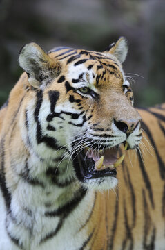 Portrait of Siberian Tiger (Panthera tigris altaica) in Zoo, Nuremberg, Bavaria, Germany