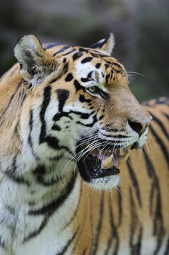 Portrait of Siberian Tiger (Panthera tigris altaica) in Zoo, Nuremberg, Bavaria, Germany