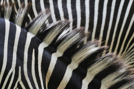 Close-up of Grevy's Zebra (Equus grevyi) Stripes in Zoo, Nuremberg, Bavaria, Germany