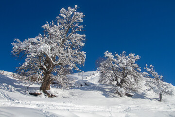 Trees covered with thick snow against a blue sky. Fairytale winter