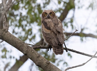 Great horned owl,  young first year owlet. Photographed high up in a tree.