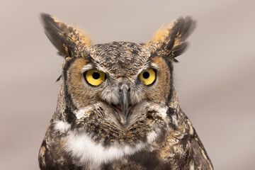 Fototapeta premium The great horned, also known as the tiger owl or the hoot owl, is a large raptor native to the Americas. The great horned bird is generally colored for camouflage. This is an adult profile shot.