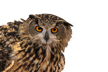 The Eurasian eagle owl is a species of eagle owl that resides in much of Eurasia. Very large and powerful owl with obvious ear tufts, deep orange eyes, and finely streaked pale buffy underparts. 