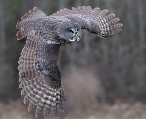 The great grey  is a very large owl  the largest species of owl by length.  The owl has dense, fluffy plumage, long wings and tail, and a large head with no ear-tufts. Great owl in flight hunting.