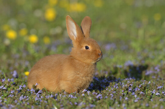 Portrait of Baby Rabbit in Spring Meadow, Bavaria, Germany