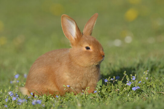 Portrait of Baby Rabbit in Spring Meadow, Bavaria, Germany